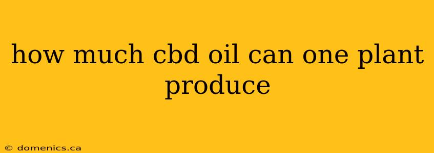 how much cbd oil can one plant produce