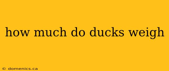 how much do ducks weigh