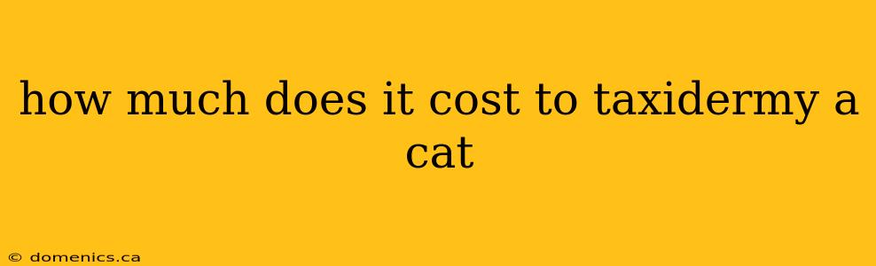 how much does it cost to taxidermy a cat