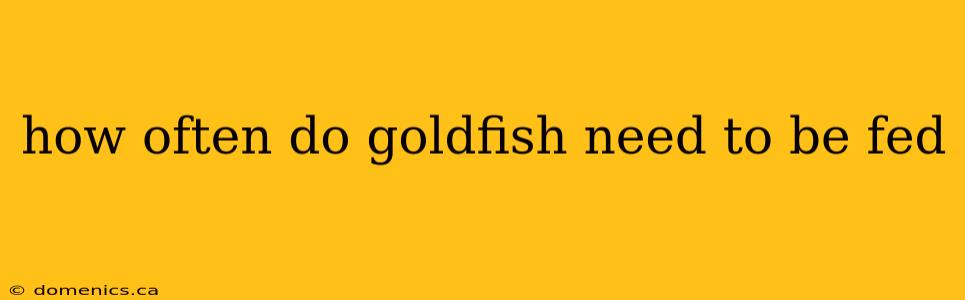 how often do goldfish need to be fed