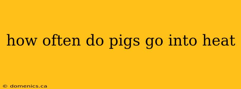 how often do pigs go into heat