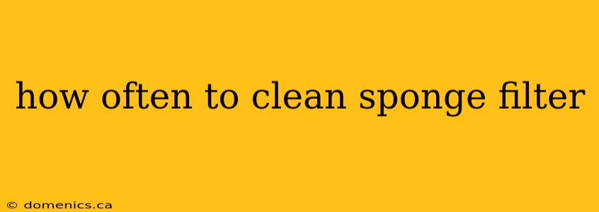 how often to clean sponge filter