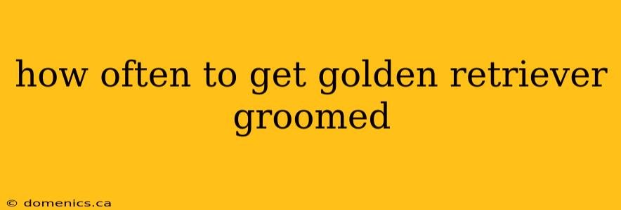 how often to get golden retriever groomed