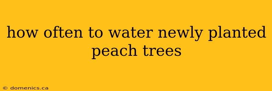 how often to water newly planted peach trees