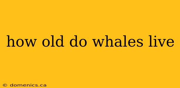 how old do whales live