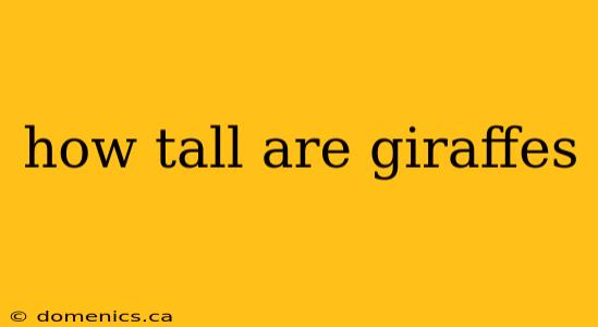 how tall are giraffes