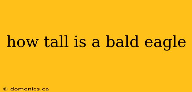 how tall is a bald eagle