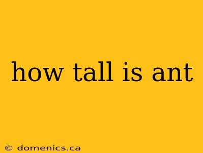 how tall is ant