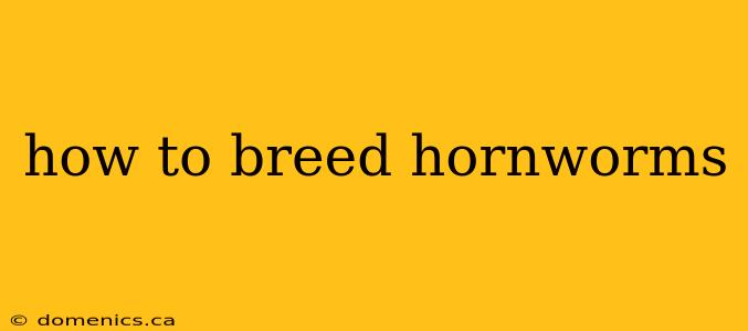 how to breed hornworms