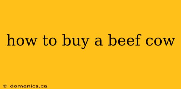 how to buy a beef cow