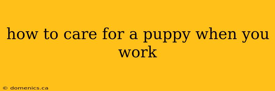 how to care for a puppy when you work