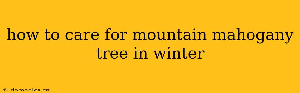 how to care for mountain mahogany tree in winter