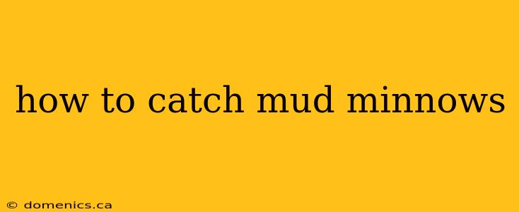 how to catch mud minnows