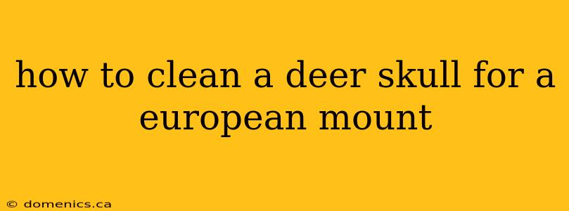 how to clean a deer skull for a european mount