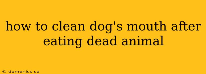 how to clean dog's mouth after eating dead animal