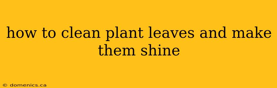 how to clean plant leaves and make them shine