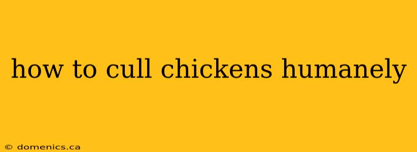 how to cull chickens humanely