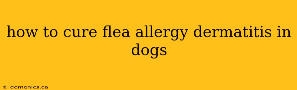 how to cure flea allergy dermatitis in dogs