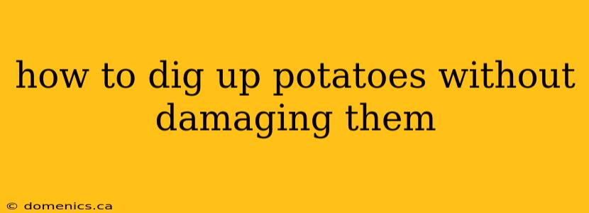 how to dig up potatoes without damaging them