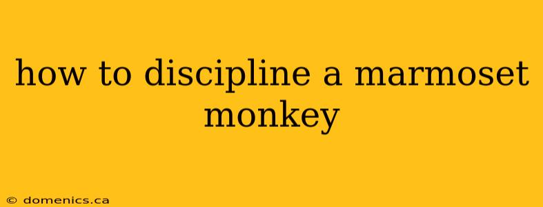 how to discipline a marmoset monkey