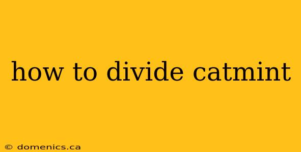 how to divide catmint