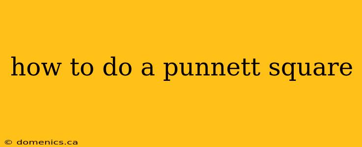 how to do a punnett square