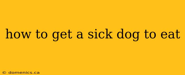 how to get a sick dog to eat