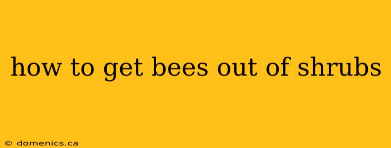 how to get bees out of shrubs