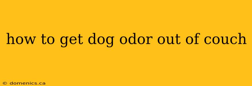 how to get dog odor out of couch