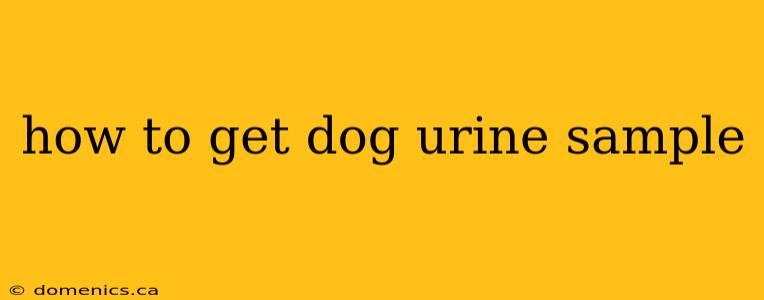 how to get dog urine sample