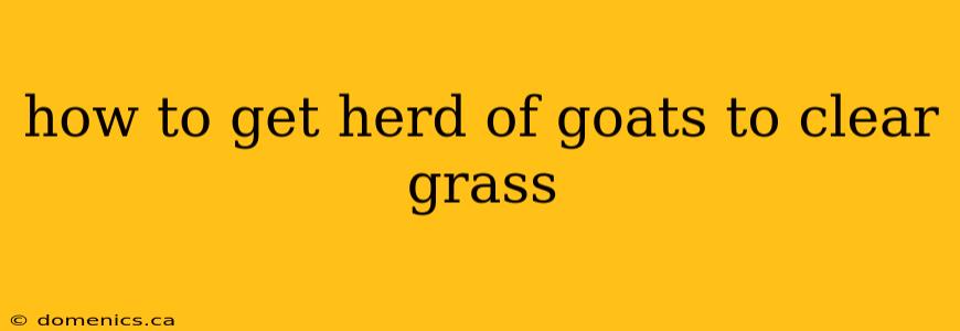 how to get herd of goats to clear grass