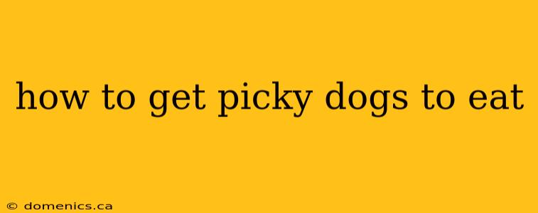 how to get picky dogs to eat