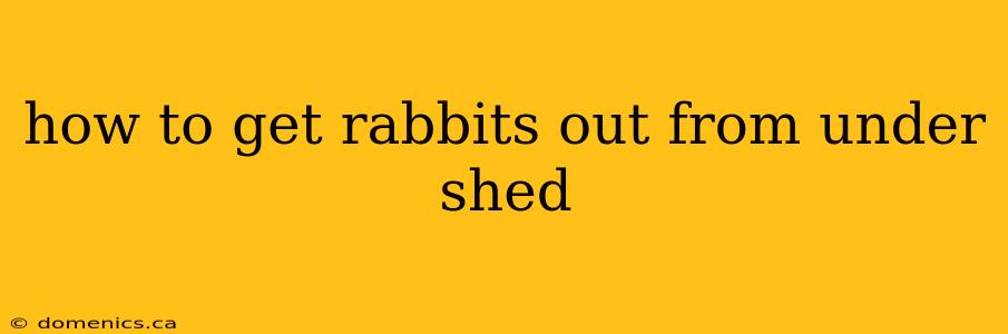 how to get rabbits out from under shed