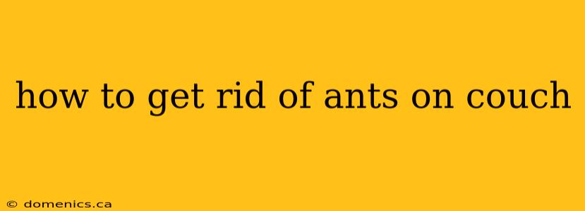 how to get rid of ants on couch