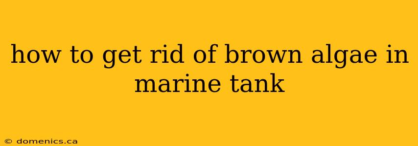 how to get rid of brown algae in marine tank