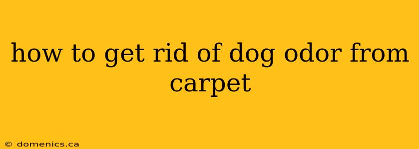 how to get rid of dog odor from carpet