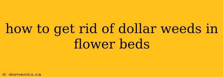 how to get rid of dollar weeds in flower beds