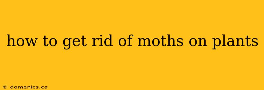 how to get rid of moths on plants