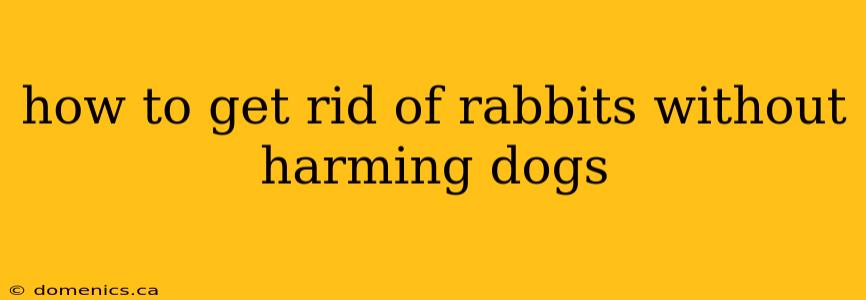 how to get rid of rabbits without harming dogs