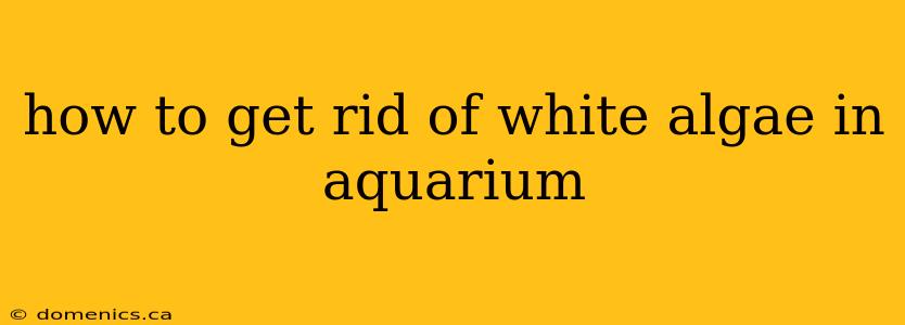 how to get rid of white algae in aquarium