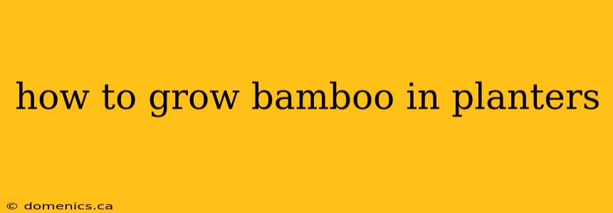 how to grow bamboo in planters