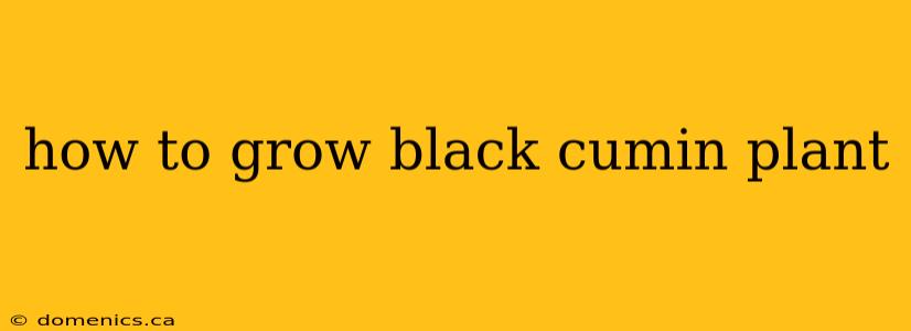 how to grow black cumin plant