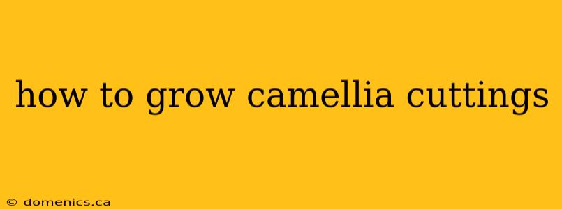 how to grow camellia cuttings