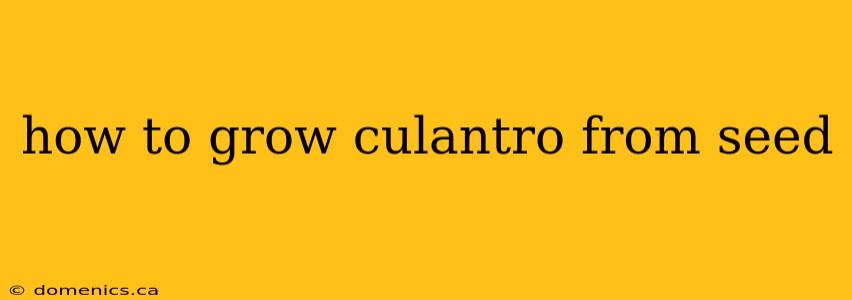 how to grow culantro from seed