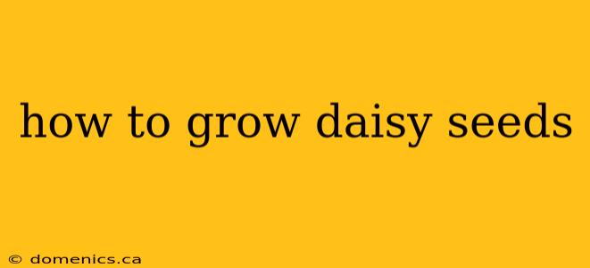 how to grow daisy seeds