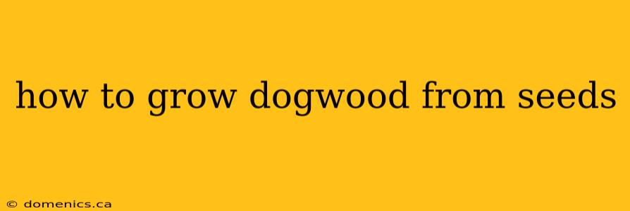 how to grow dogwood from seeds