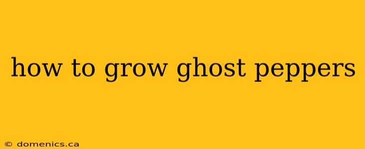 how to grow ghost peppers