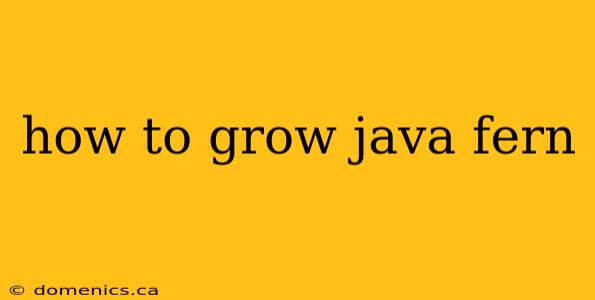 how to grow java fern