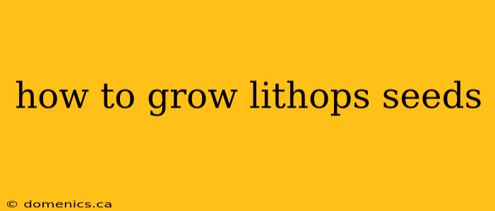 how to grow lithops seeds