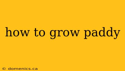 how to grow paddy